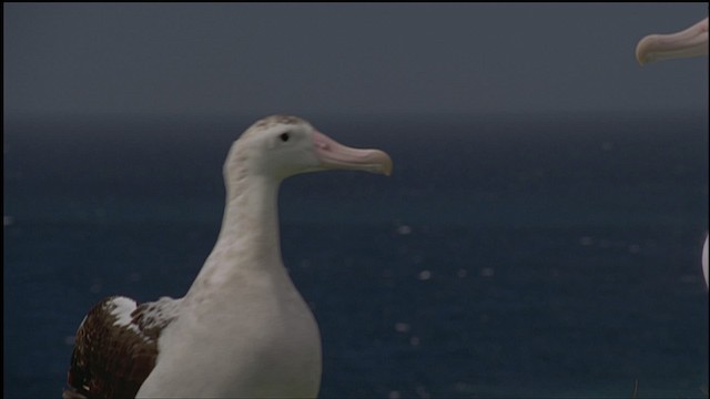 Albatros hurleur, A. de Tristan da Cunha ou A. des Antipodes - ML459162