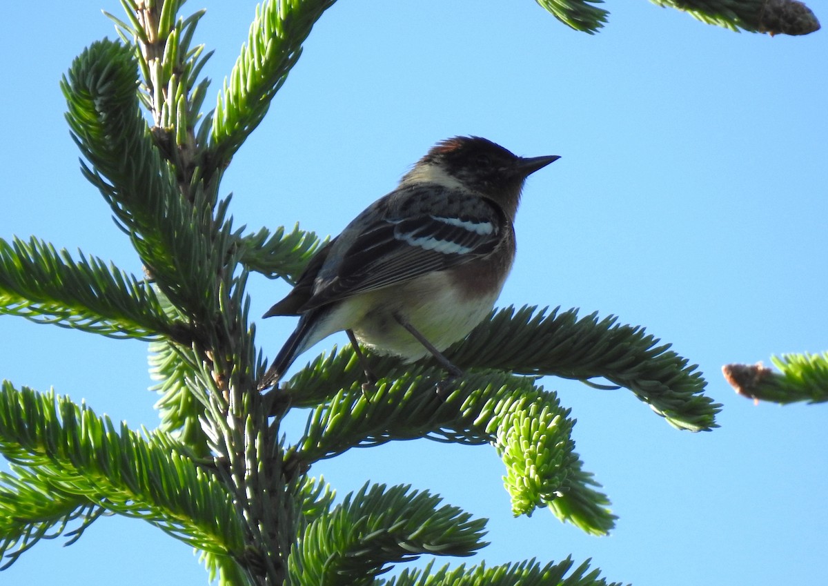Bay-breasted Warbler - ML459169121