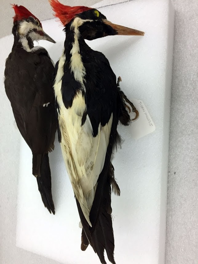Ivory-billed Woodpecker - ML459172871