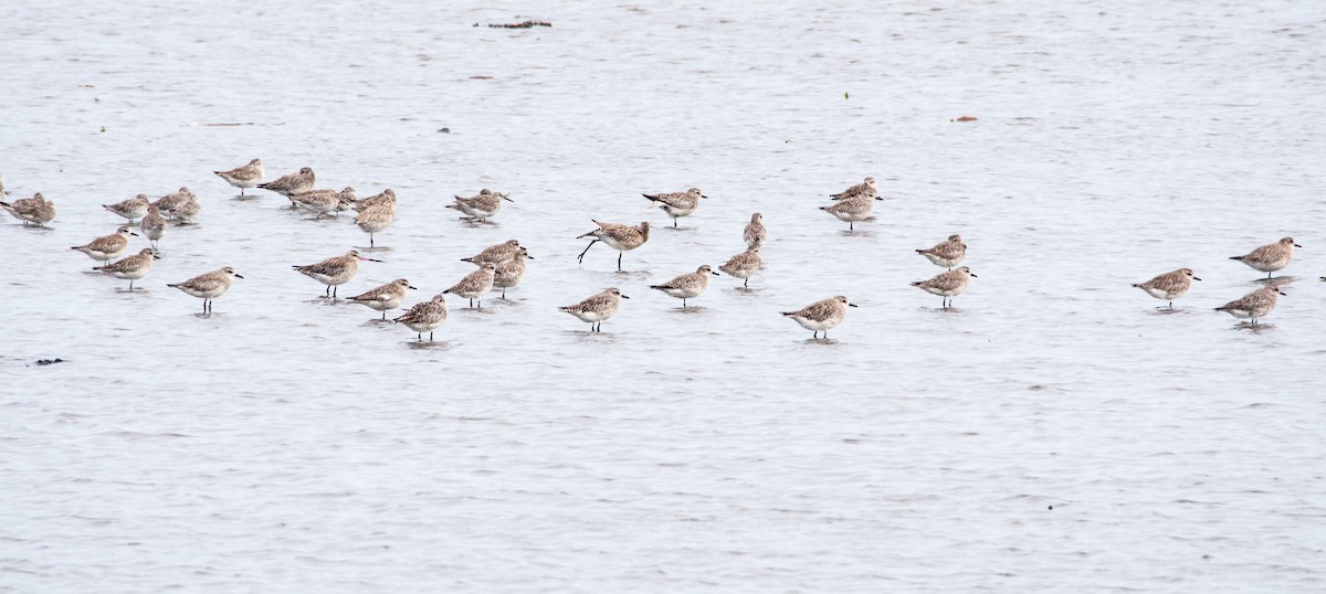 Great Knot - Forest Botial-Jarvis