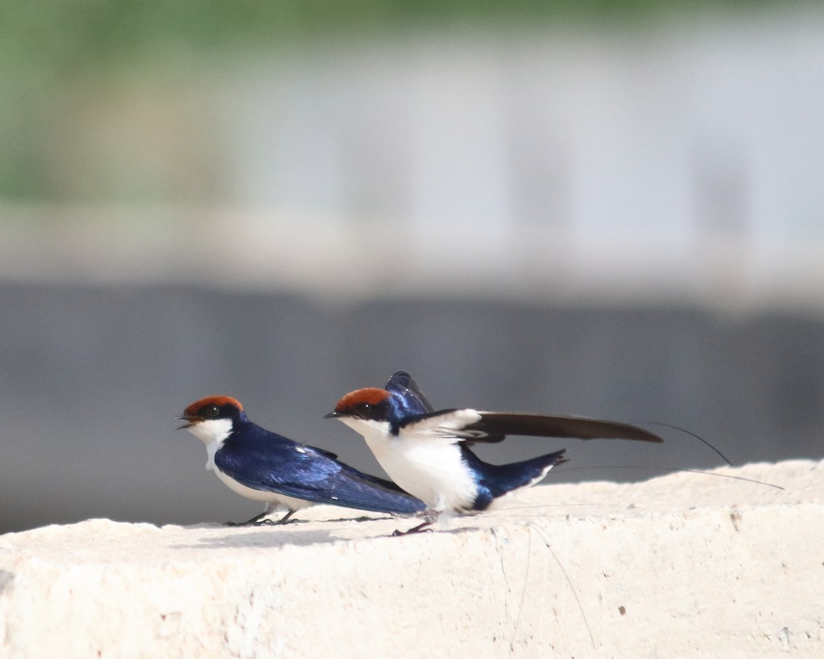 Wire-tailed Swallow - ML459176291
