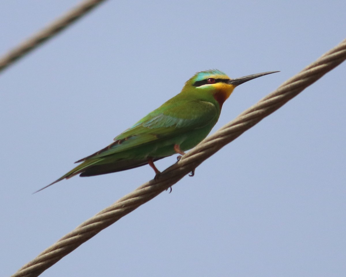Blue-cheeked Bee-eater - ML459176311