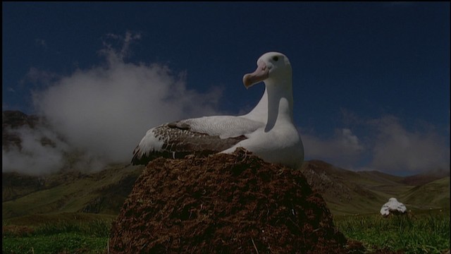 Albatros Viajero/de Tristán de Acuña/de las Antípodas - ML459177