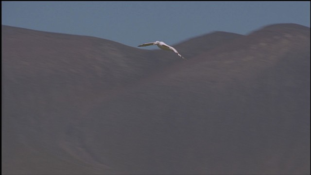 Albatros hurleur, A. de Tristan da Cunha ou A. des Antipodes - ML459178