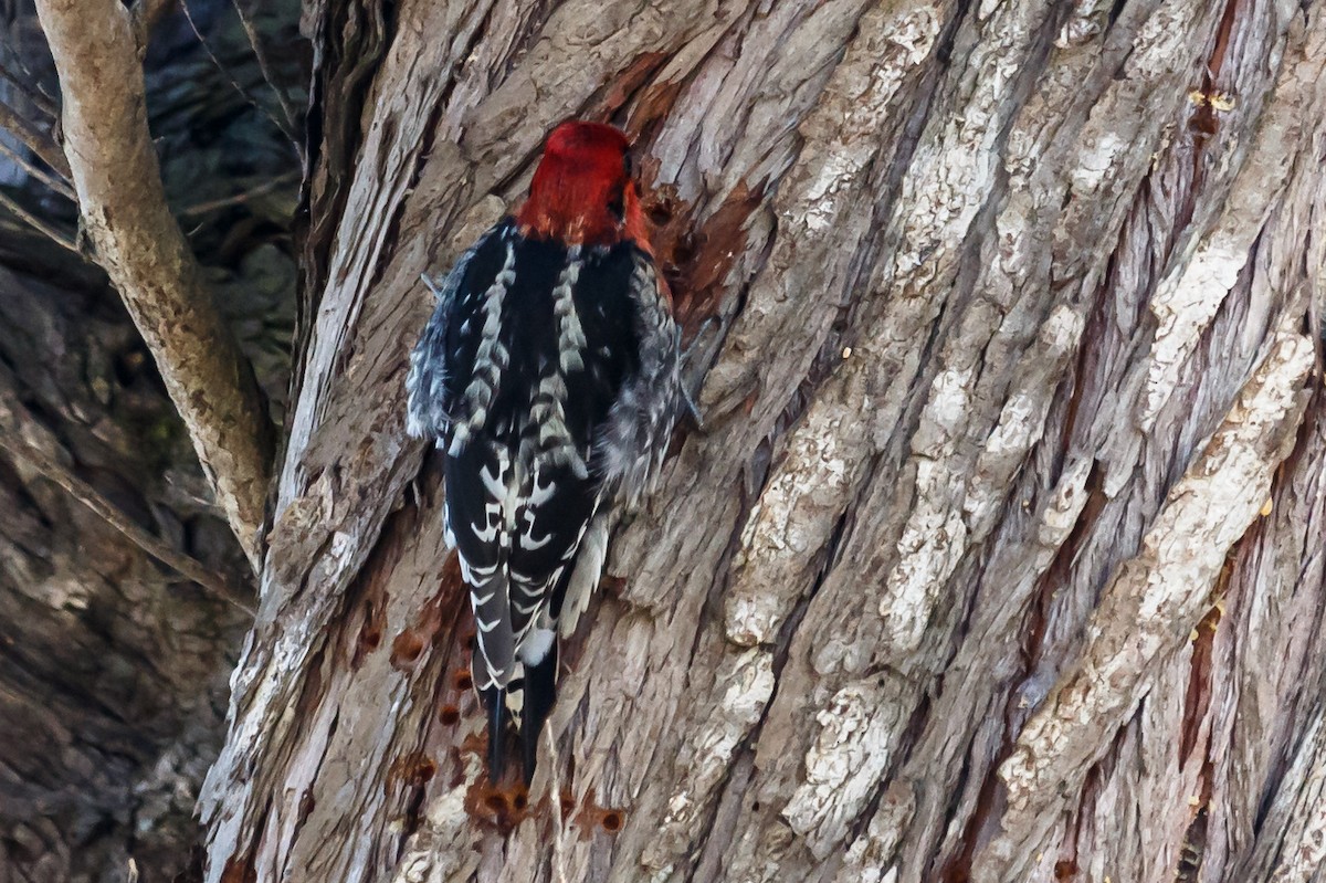 Red-breasted Sapsucker - ML45917841