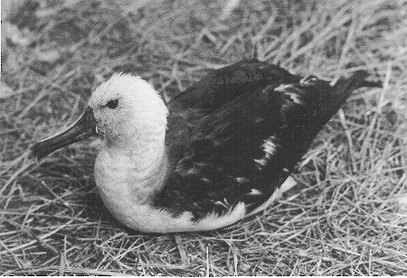albatros pestrozobý - ML459179541