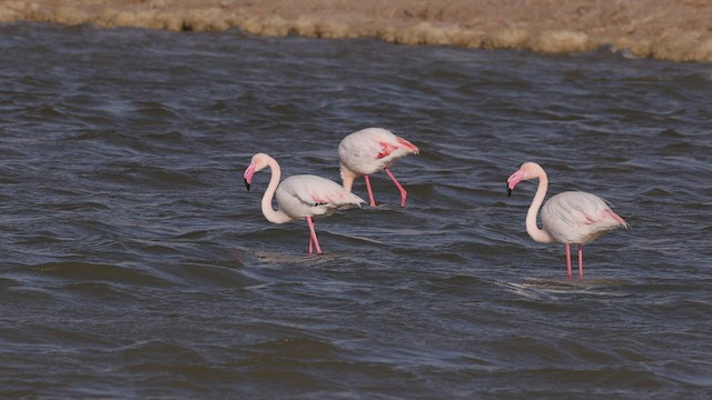 Greater Flamingo - ML459182481