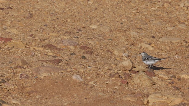 White Wagtail (White-faced) - ML459185061