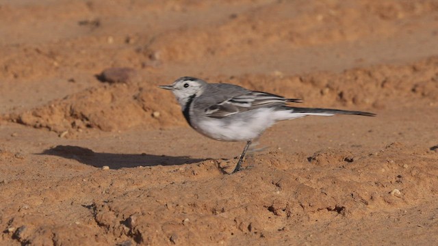 White Wagtail (White-faced) - ML459185191