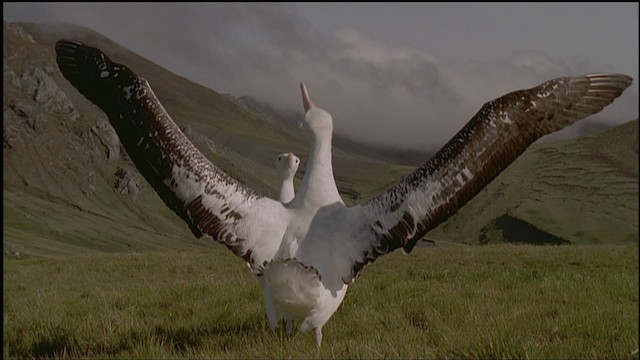 albatros stěhovavý/tristanský/jižní - ML459187