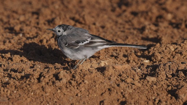 White Wagtail (White-faced) - ML459188971