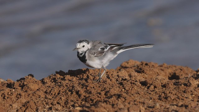 White Wagtail (White-faced) - ML459189051