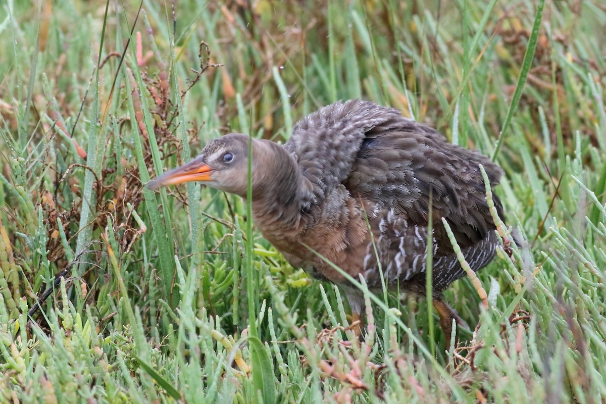 ML459189671 Ridgway's Rail (Lightfooted) Macaulay Library