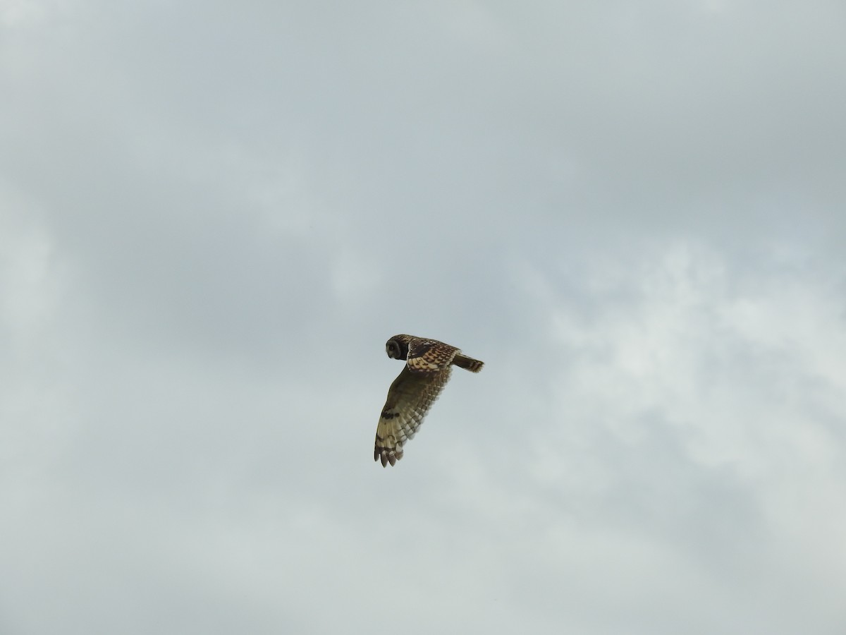 Short-eared Owl - ML459189741