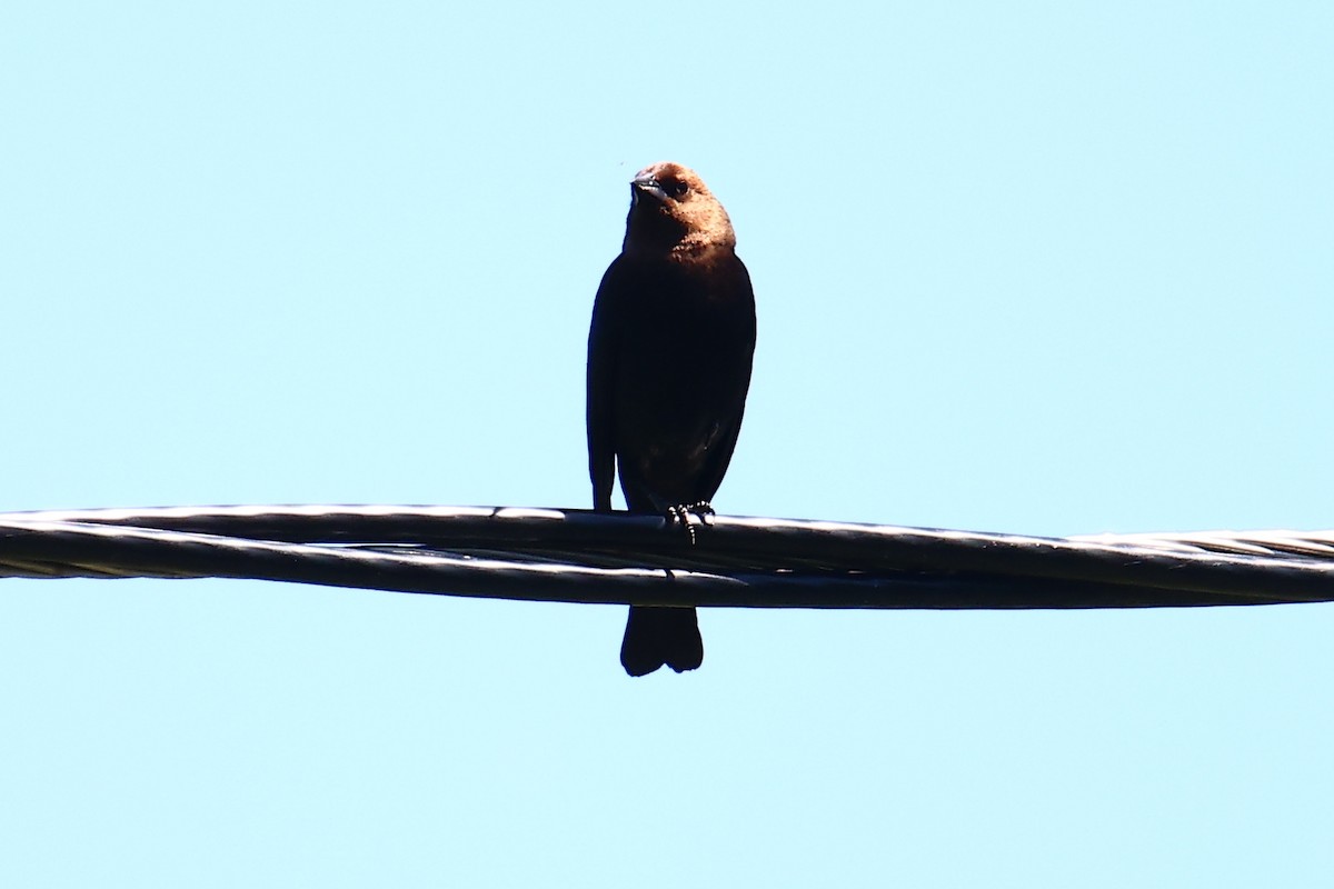 Brown-headed Cowbird - ML459191211