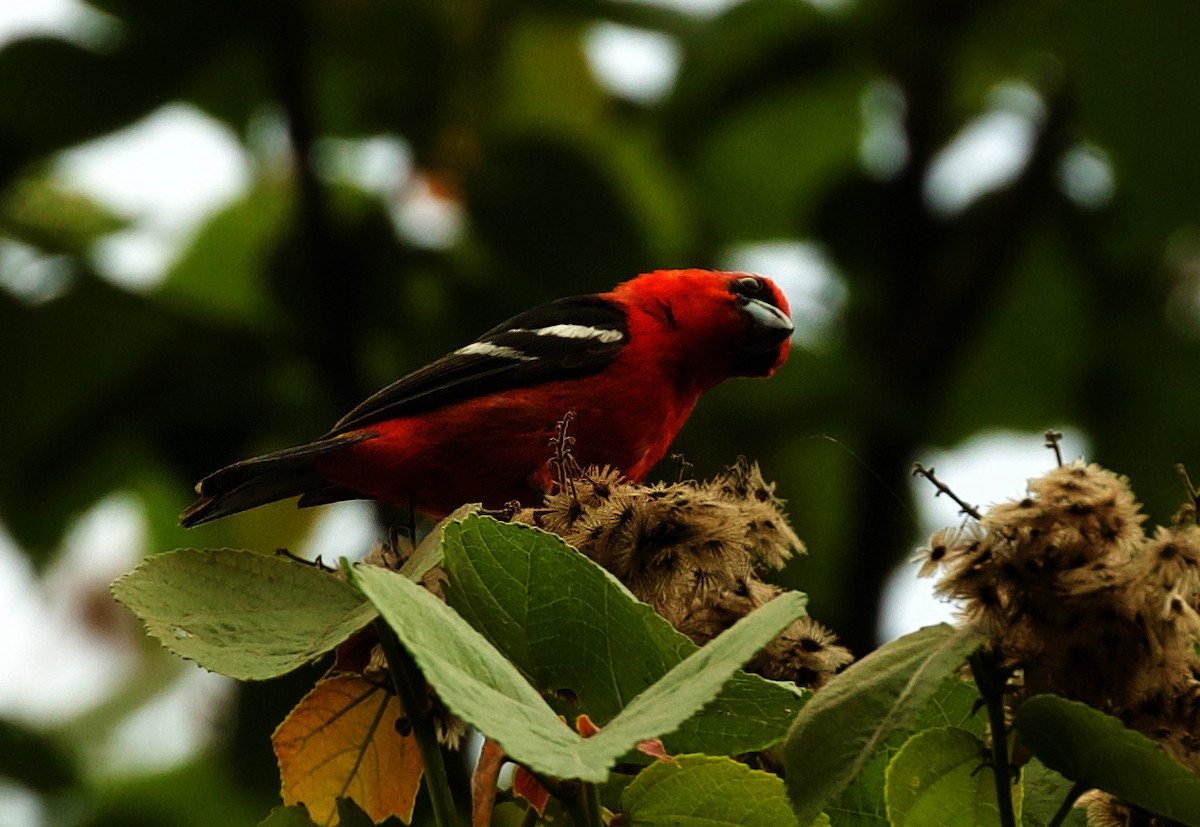 White-winged Tanager - ML459197381