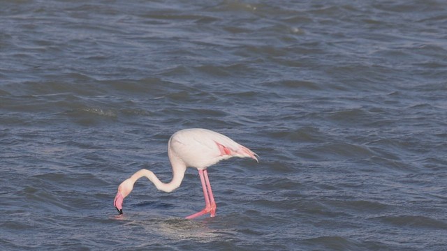 Greater Flamingo - ML459200741