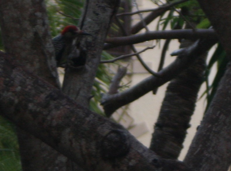 West Indian Woodpecker - ML45920371