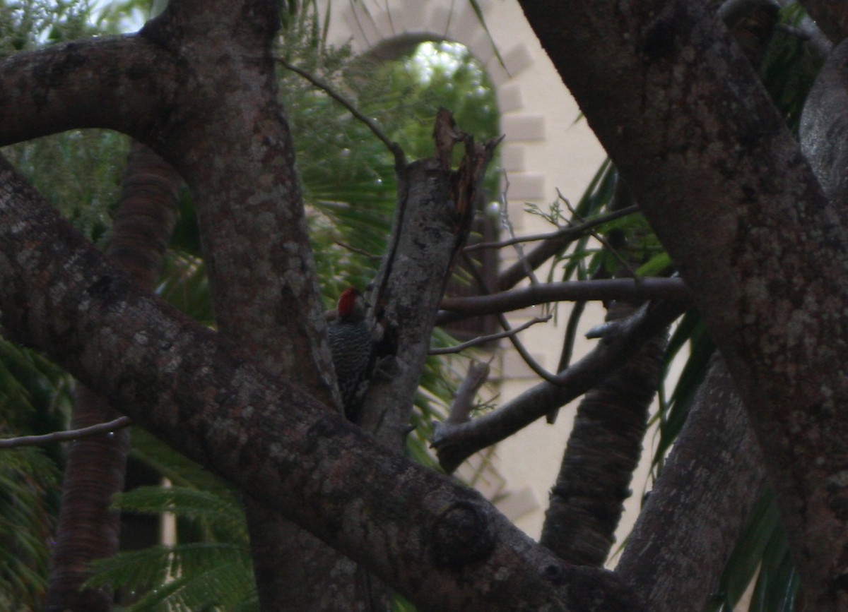 West Indian Woodpecker - ML45920381