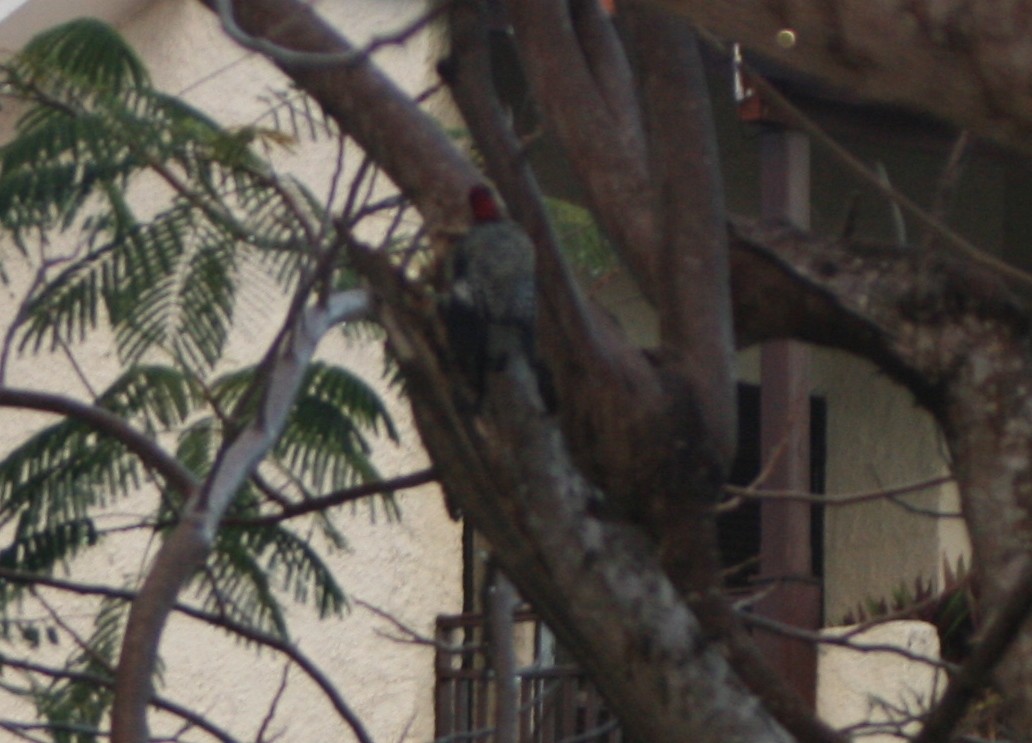 West Indian Woodpecker - ML45920401