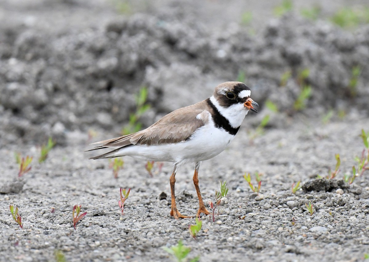 Semipalmated Plover - ML459210401