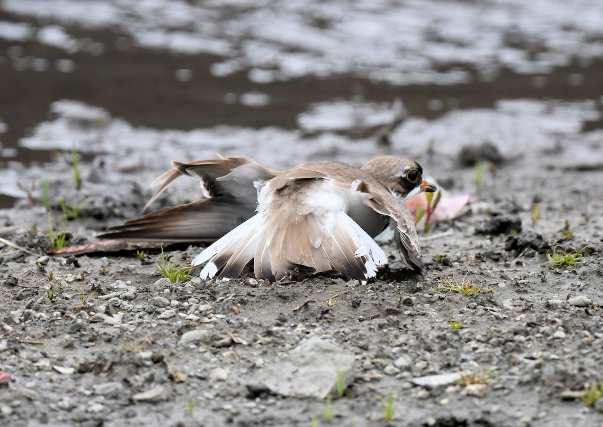 Semipalmated Plover - ML459210571