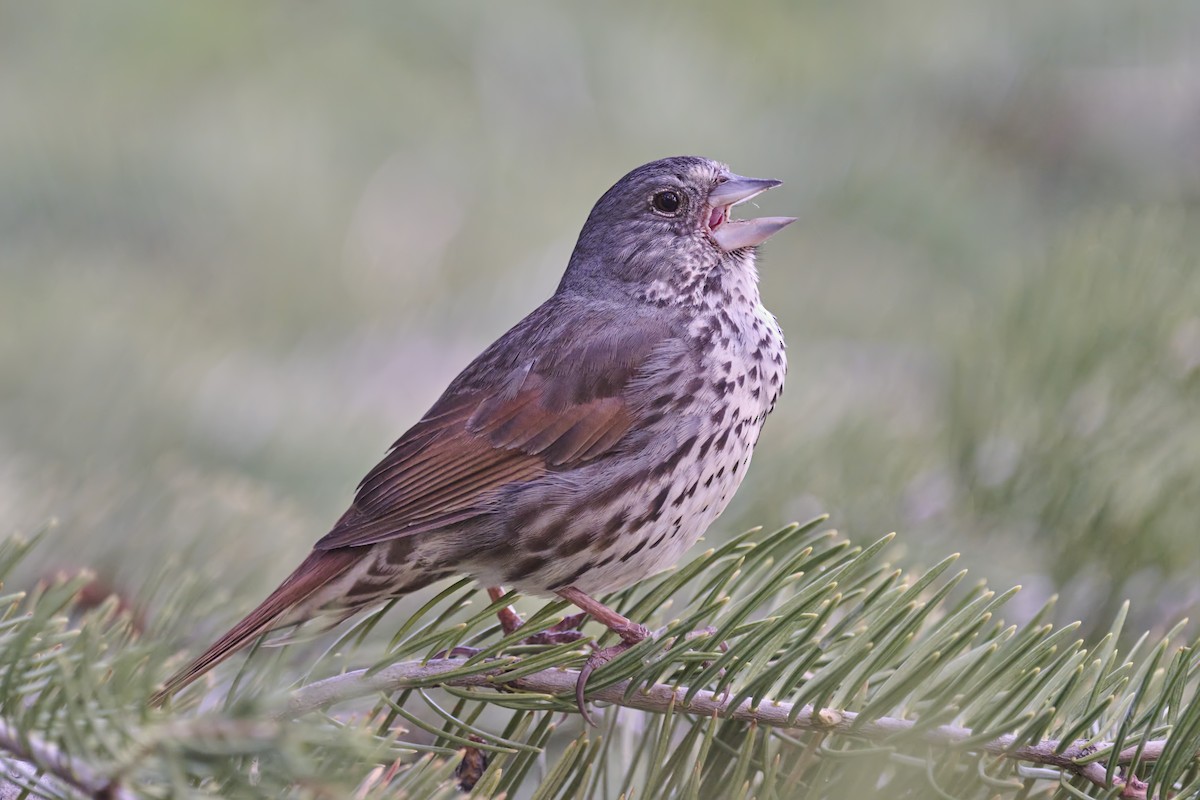 Fox Sparrow (Thick-billed) - ML459218271