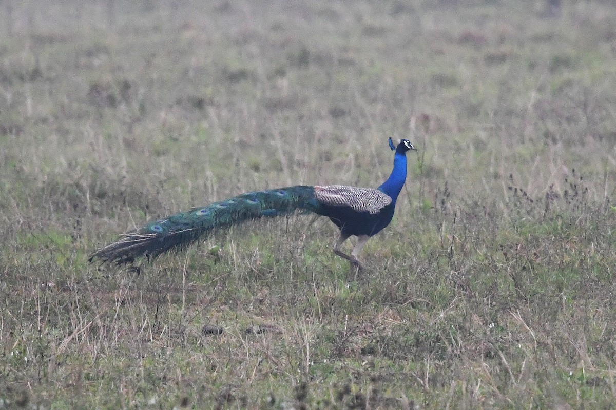Indian Peafowl - Andreas Deissner