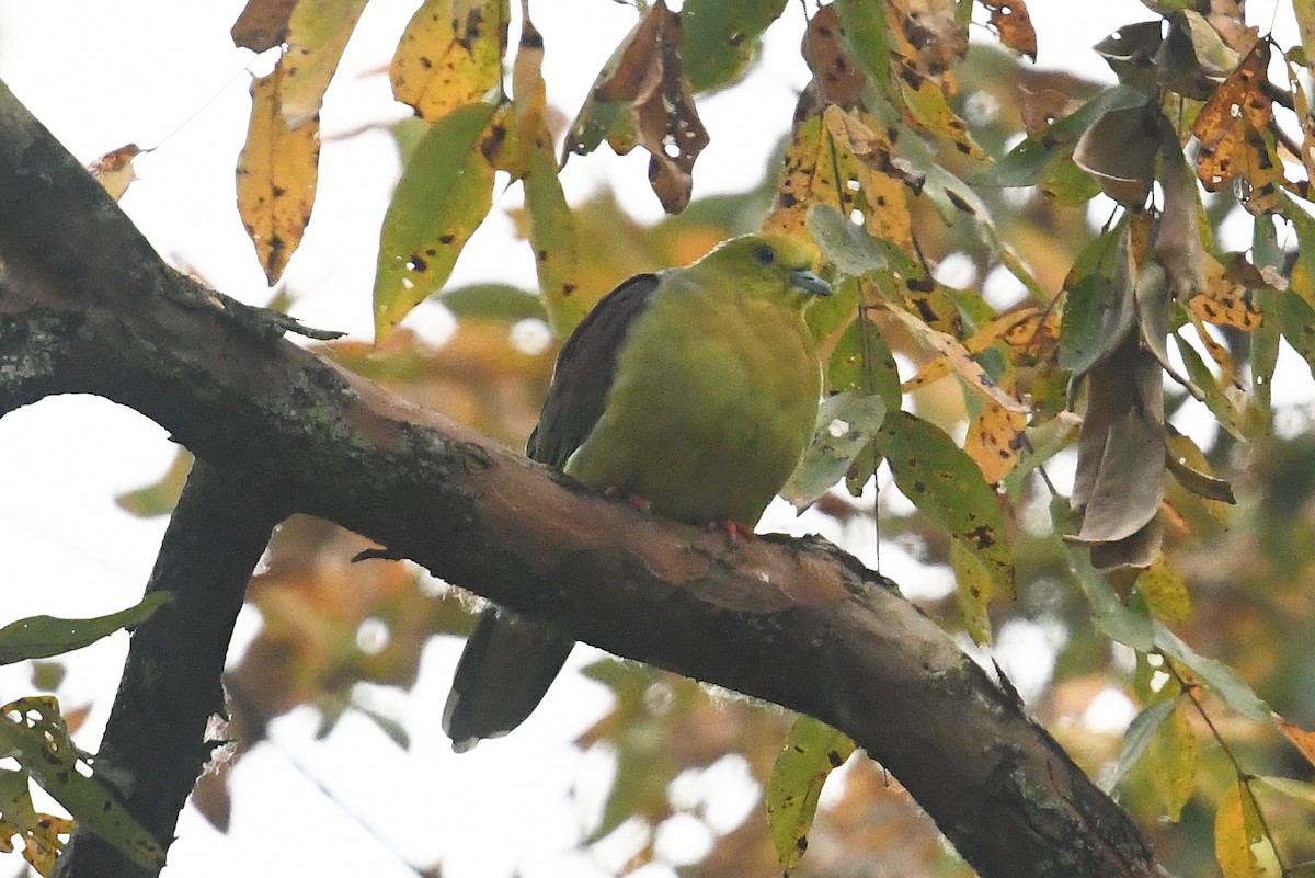 Wedge-tailed Green-Pigeon - ML459223321