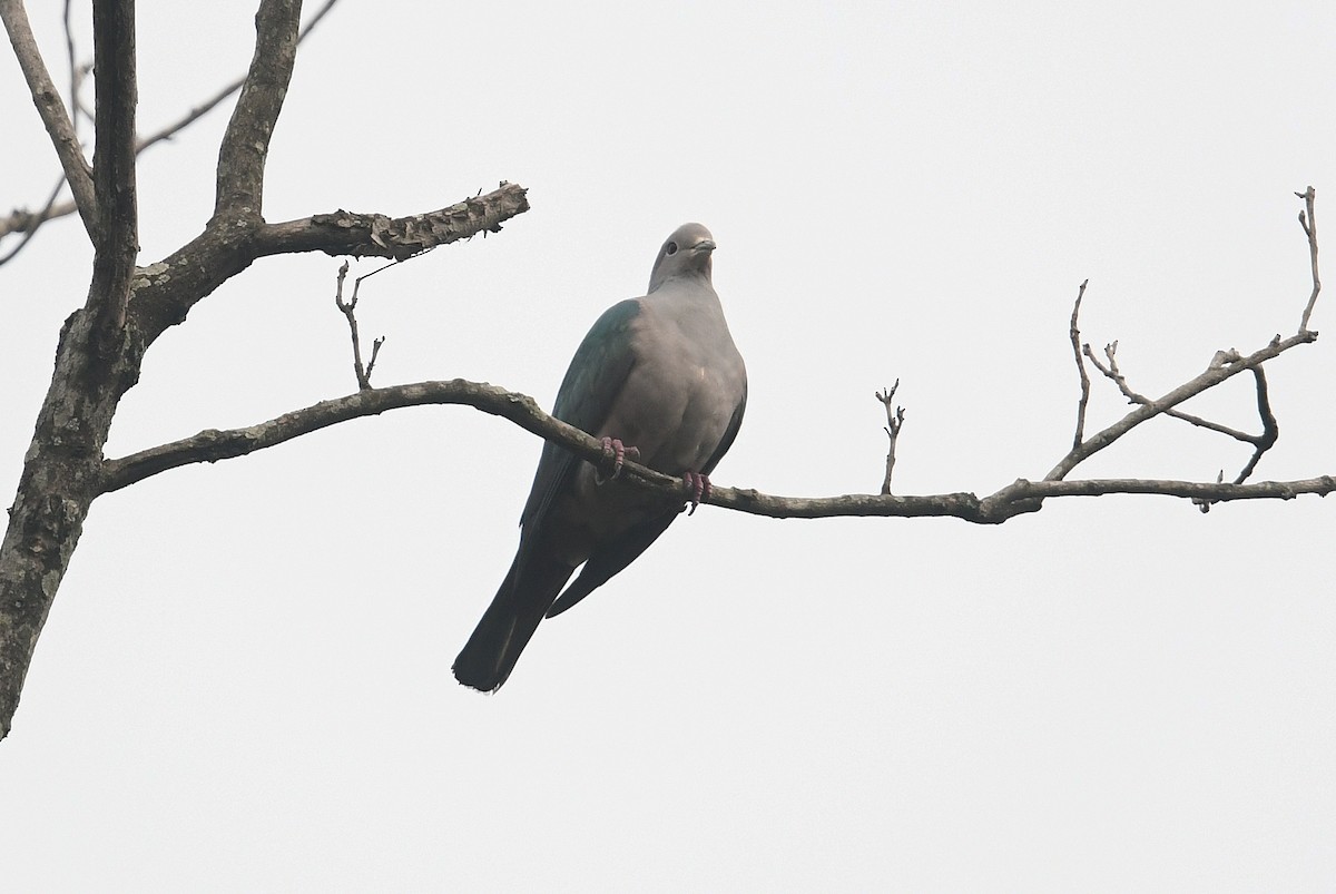 Green Imperial-Pigeon - Andreas Deissner