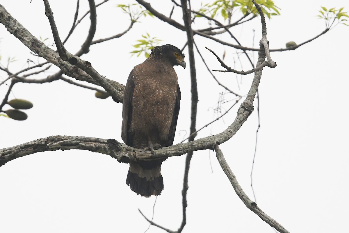 Crested Serpent-Eagle - ML459223881