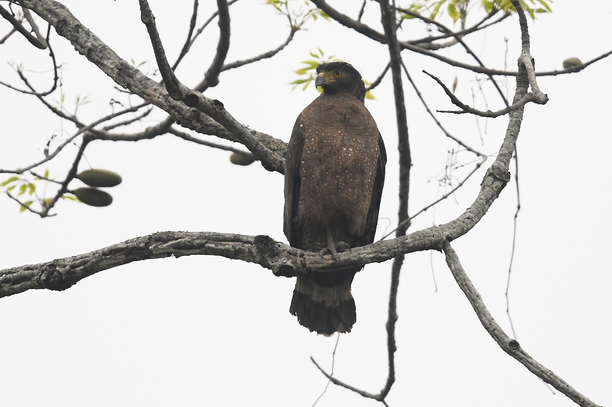 Crested Serpent-Eagle - ML459223901