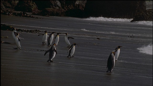 tučňák patagonský - ML459231