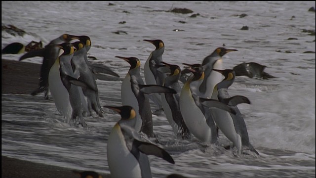 tučňák patagonský - ML459232