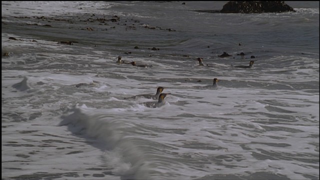 tučňák patagonský - ML459235