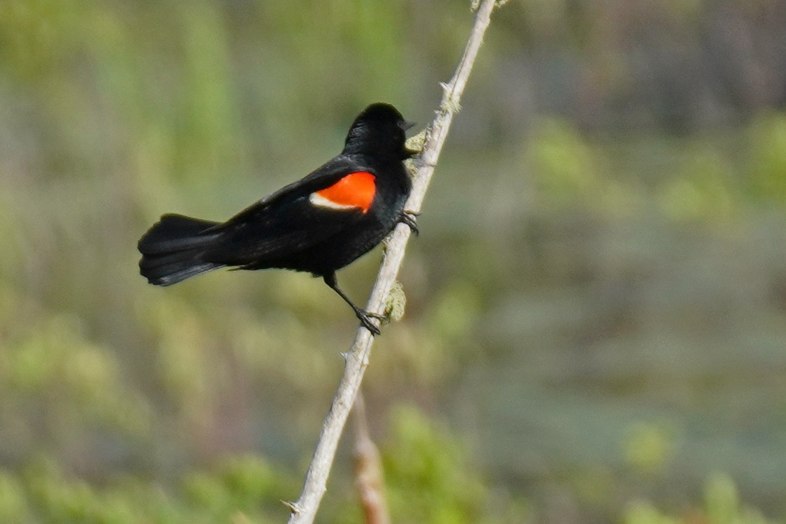 Red-winged Blackbird - ML459236581