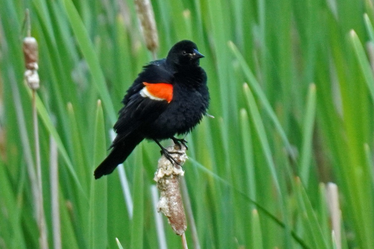 Red-winged Blackbird - ML459236591