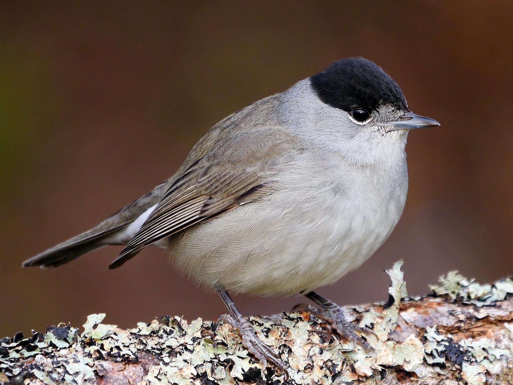 Eurasian Blackcap - Josep del Hoyo