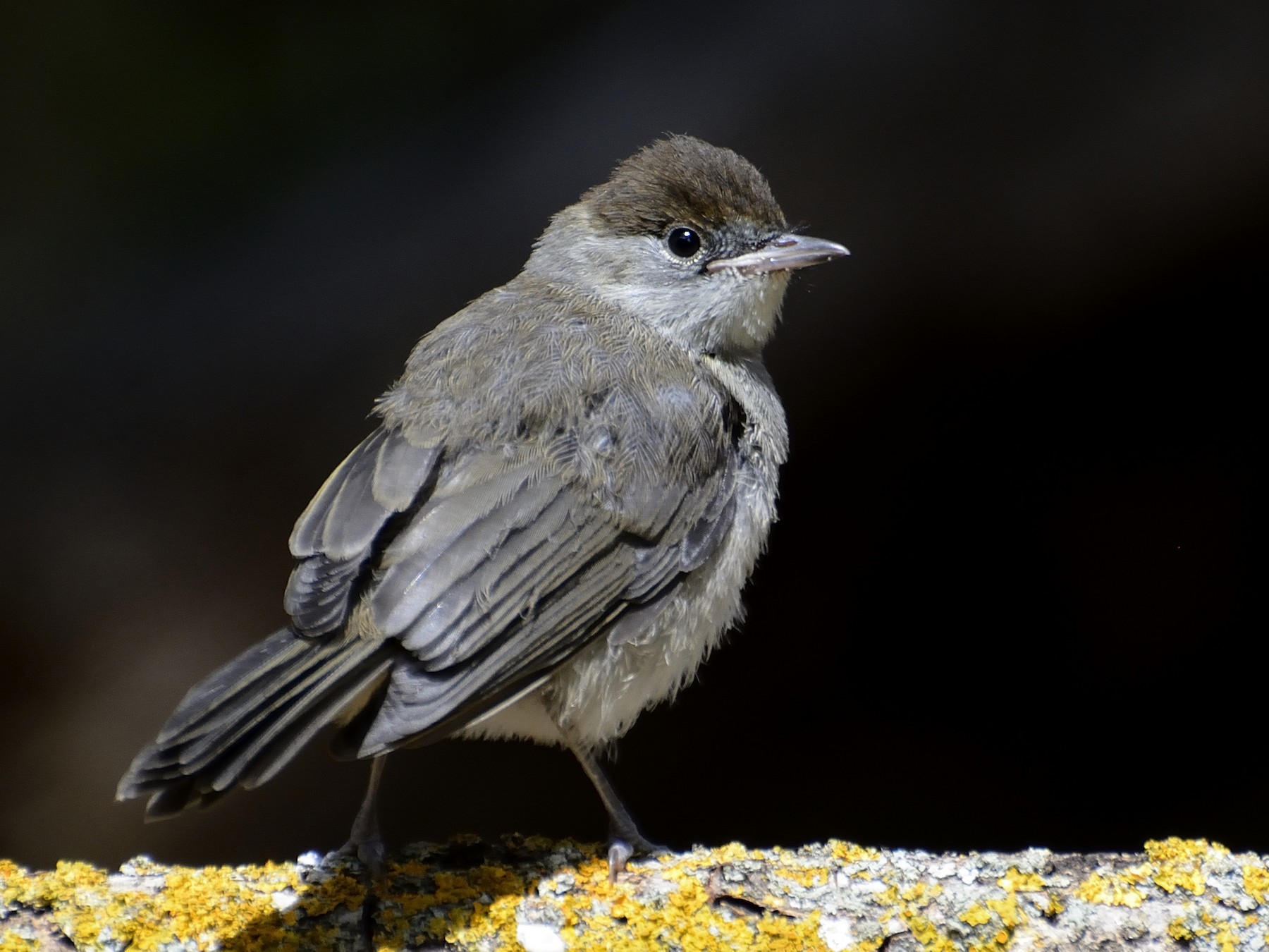 Eurasian Blackcap - Carlos Alberto Ramírez