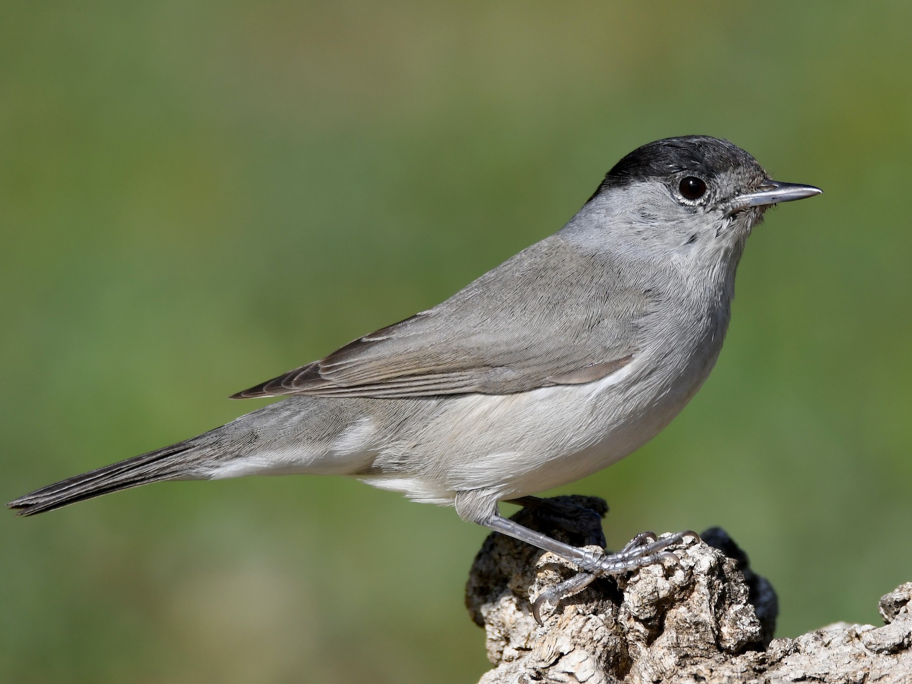 Eurasian Blackcap - Santiago Caballero Carrera