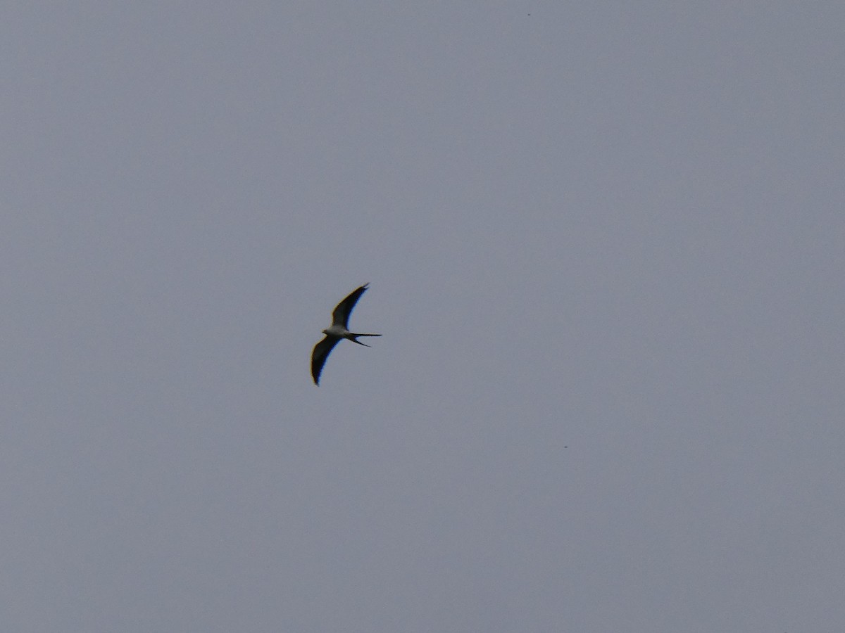 Swallow-tailed Kite - ML459237981