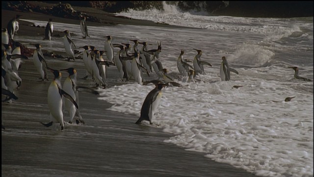 tučňák patagonský - ML459238