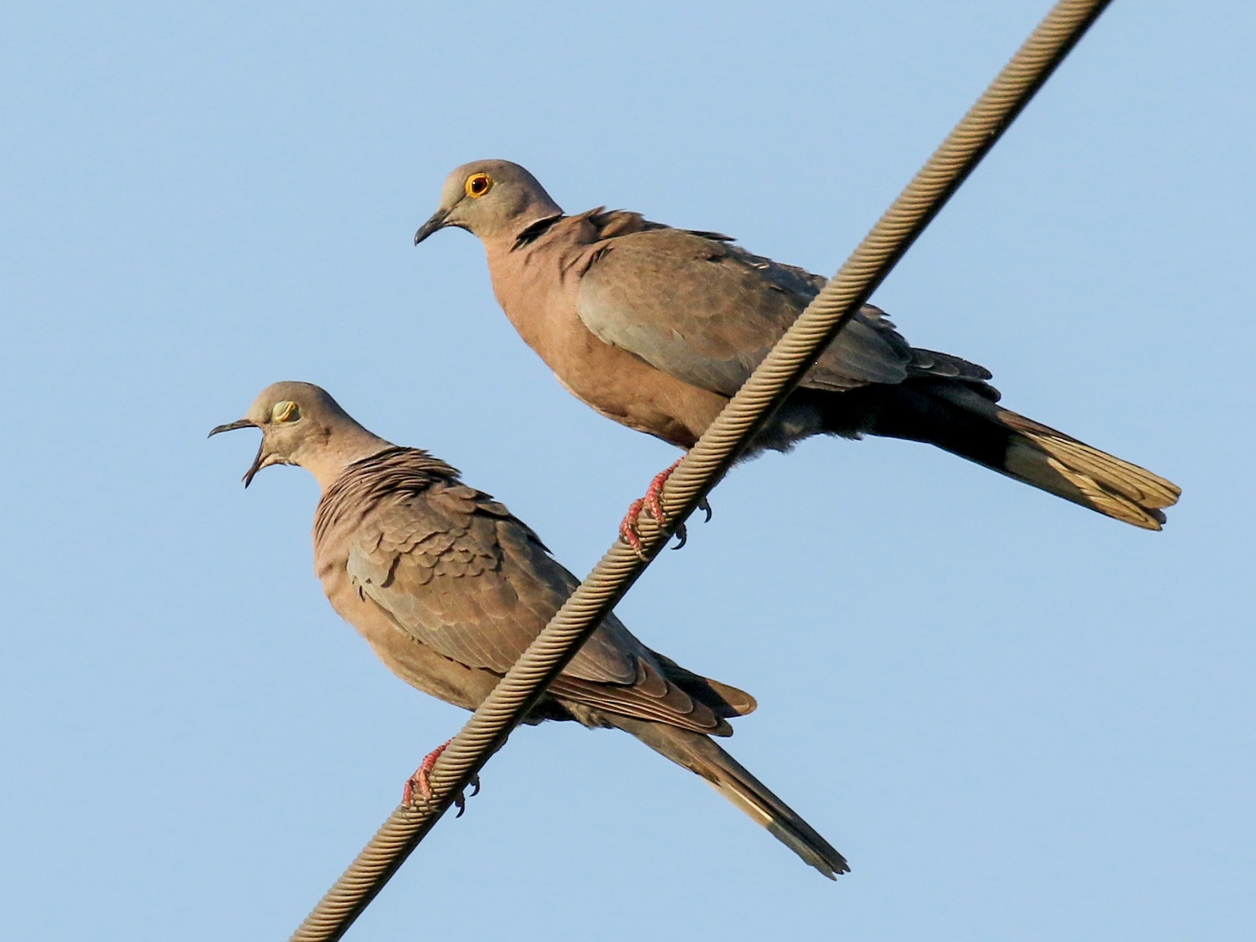 Eurasian CollaredDove eBird