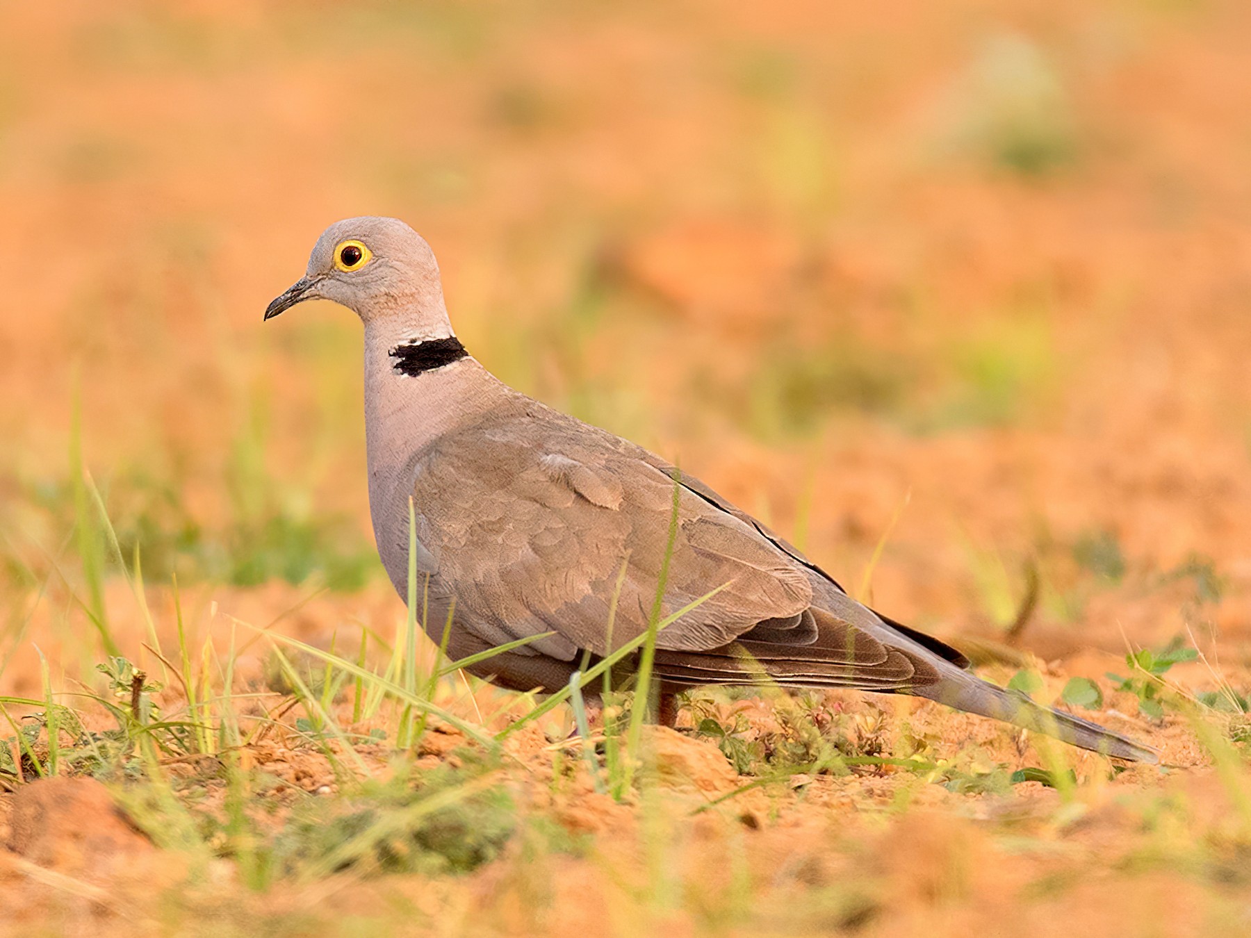 Burmese CollaredDove eBird