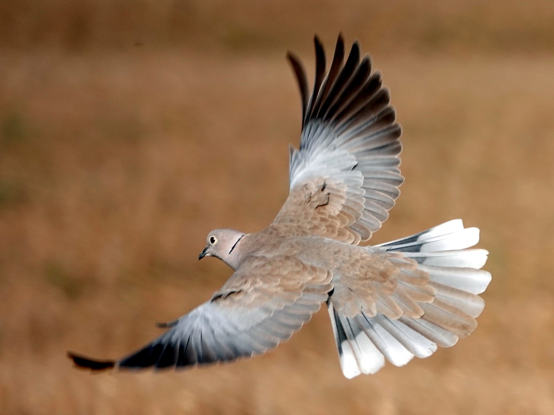 Eurasian Collared-Dove - Romuald Mikusek