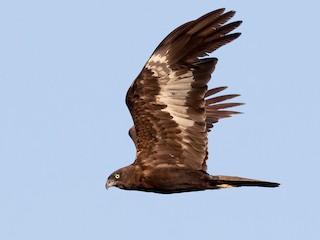 ヨーロッパチュウヒ - eBird