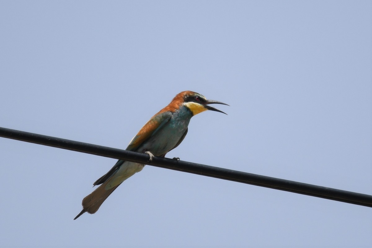 European Bee-eater - ML459240041