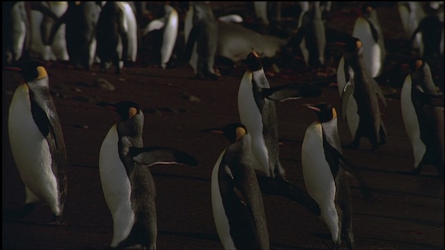 tučňák patagonský - ML459241