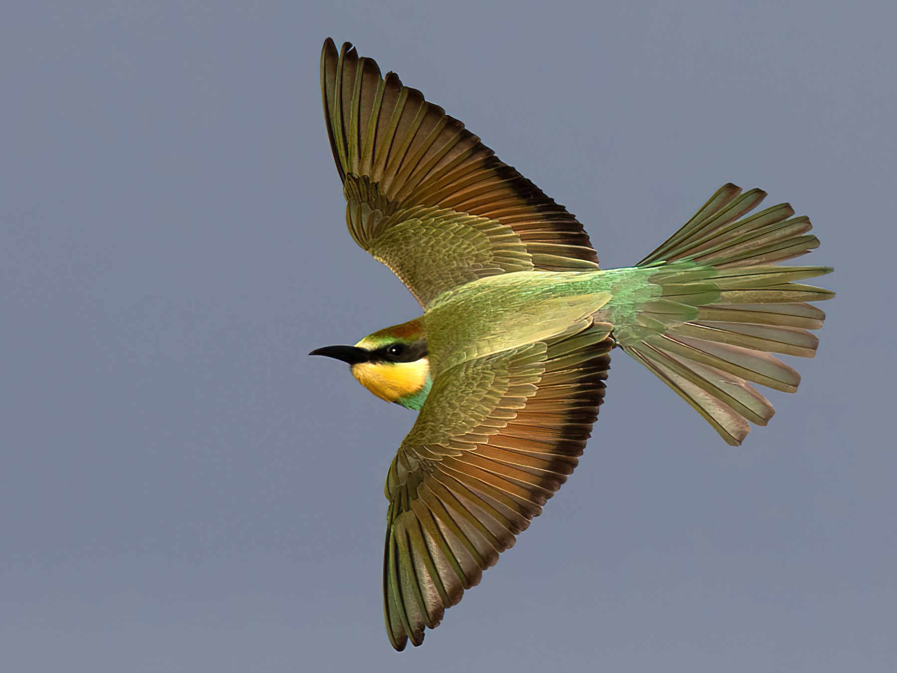 European Bee-eater - Frédéric PELSY