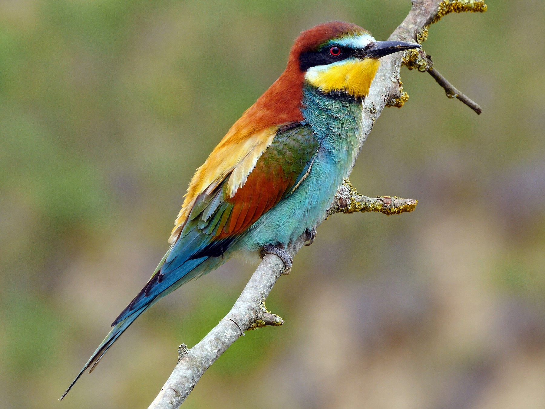 European Bee-eater - eBird